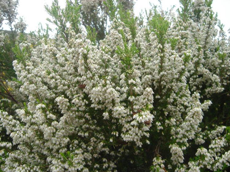 erica-arborea-5c74439e-f4a8-443d-a1dc-4af69fc1592-resize-750